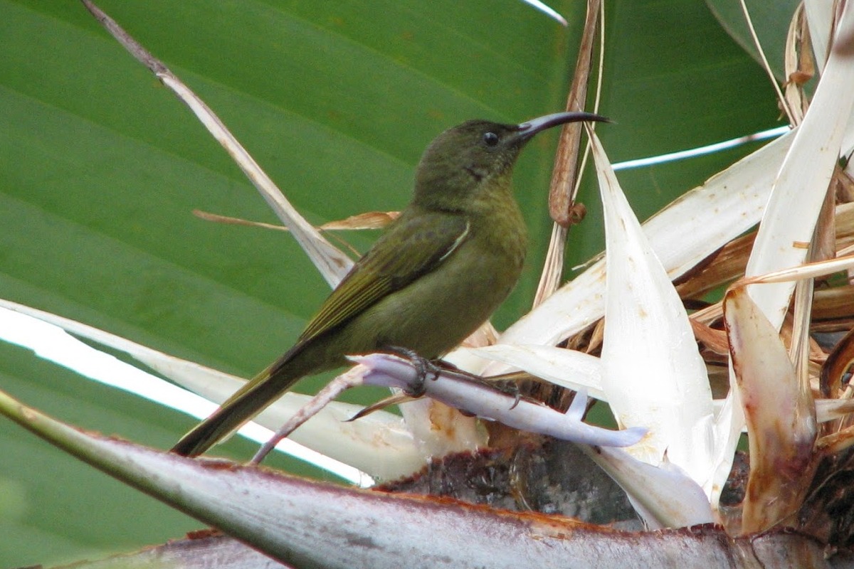 Olive Sunbird